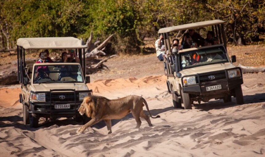 The Ultimate Chobe Bucket List: Wildlife, River Cruises & Pure Adventure